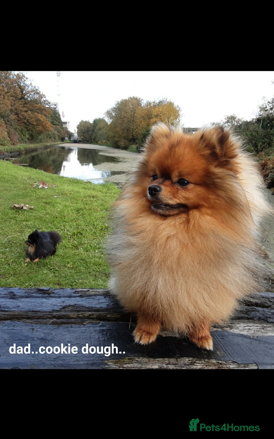 Pomeranian dogs for sale: Tiny toy size parti-Pomeranian 8 weeks ready now - Advert 11