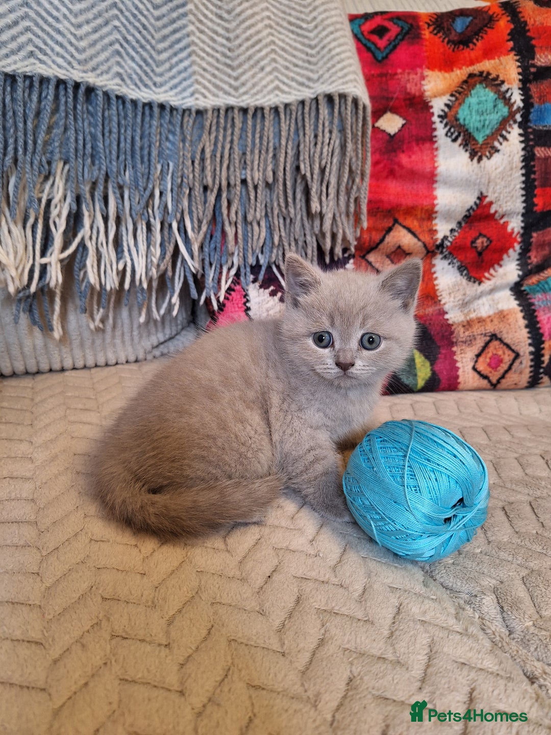 Scottish Fold cats for sale: Kittens for sale - Advert 8