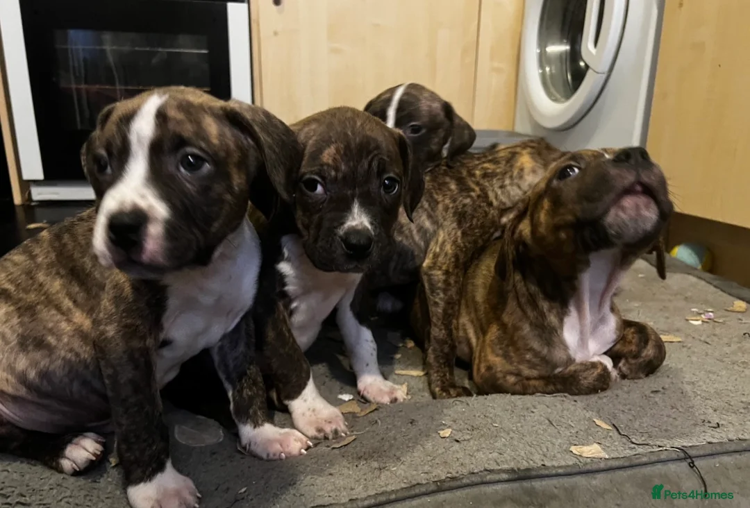 Mixed Breed dogs for sale: Blue Staffy x Boerboel – Ready for a Home - Advert 1