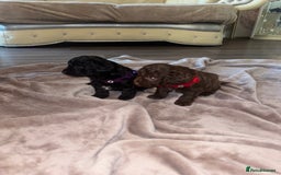 Jackapoo dogs for sale: Beautiful jackapoo girls  - Image 3