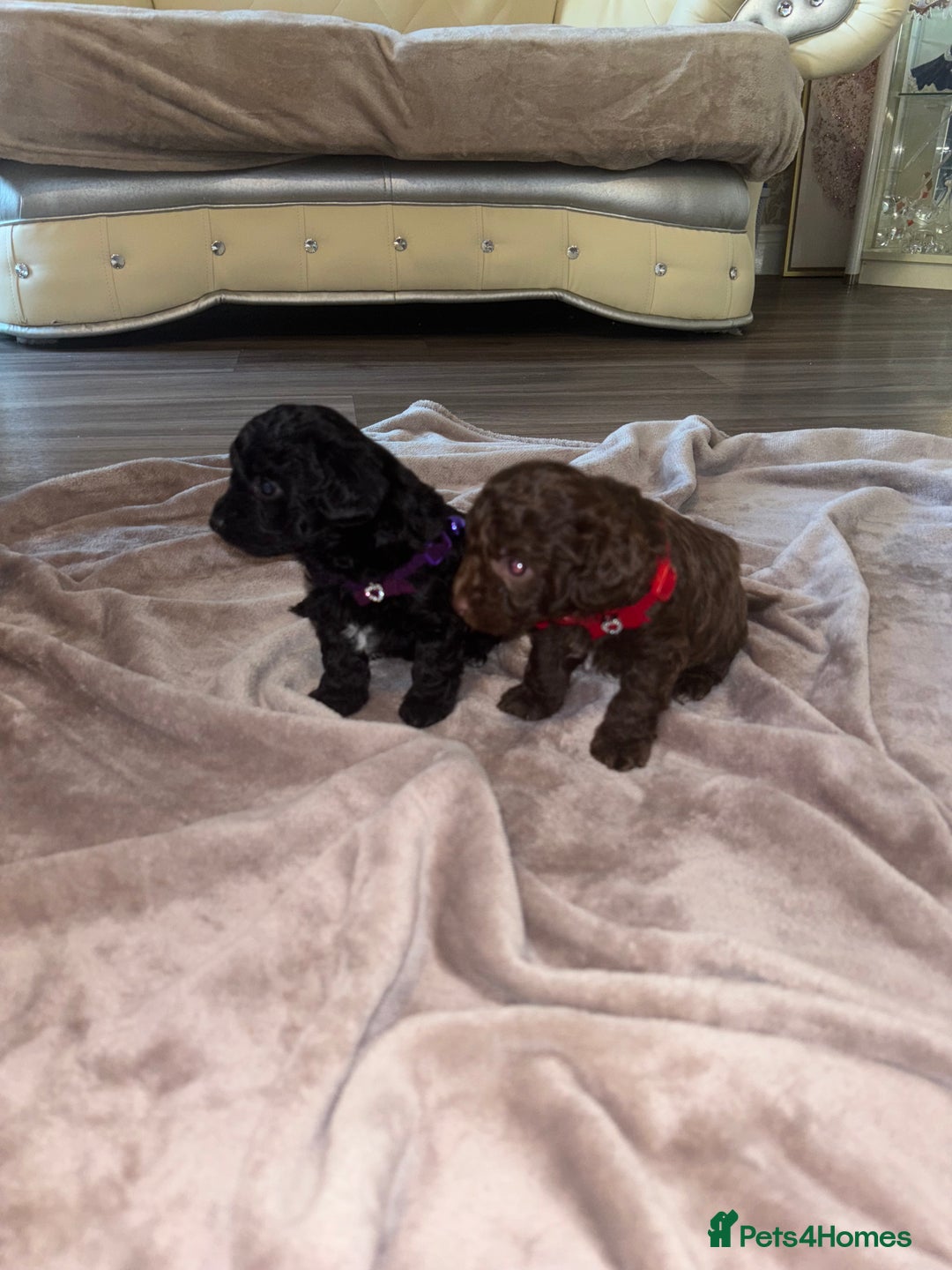 Jackapoo dogs for sale: Beautiful jackapoo girls  - Image 3