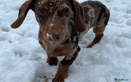 Miniature Dachshund dogs for stud: Proven, KC, PRA clear, tested, Miniature Dachshund in Hinckley - Image 8