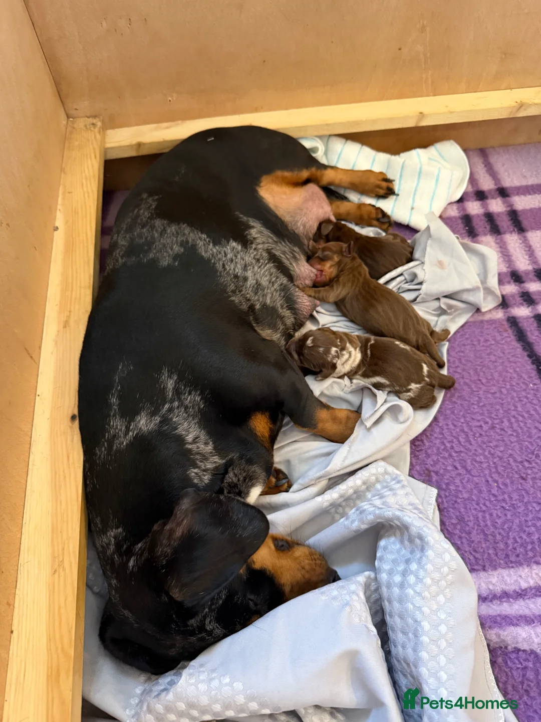 Miniature Dachshund dogs for sale: Gorgeous dapple mini dachshund female  - Advert 1