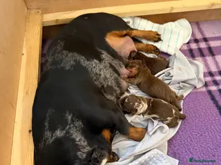 Miniature Dachshund dogs Gorgeous dapple mini dachshund female - Advert 3