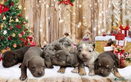 Olde English Bulldogge dogs for sale: Old English Bulldog PUPPIES 👀‼️ - Image 1