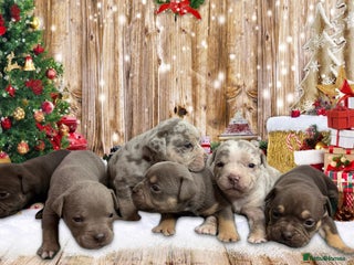 Olde English Bulldogge dogs - Advert 1