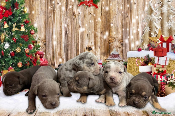 Olde English Bulldogge dogs - Advert 1