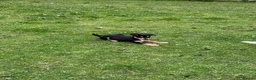 Mixed Breed dogs for sale: Collie x puppies - Advert 13