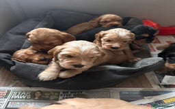 Cocker Spaniel dogs for sale: The Perfect Mix Cocker Puppies Working x Show  - Image 13
