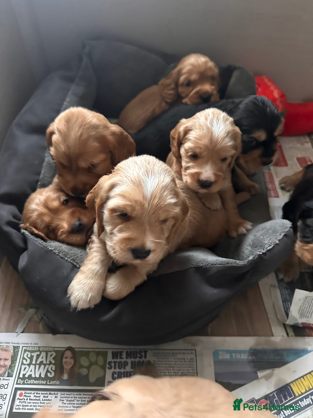 Cocker Spaniel dogs for sale: The Perfect Mix Cocker Puppies Working x Show  - Image 13