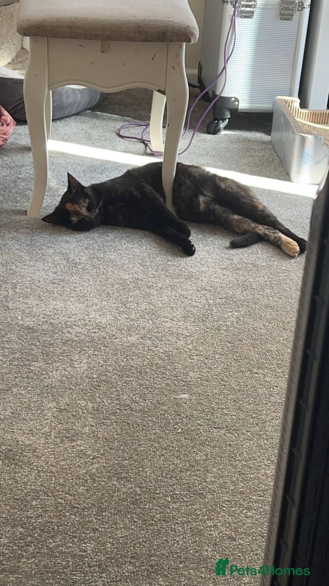 Mixed Breed cats for sale: 2 female Tortoiseshell cats - Advert 5