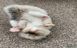 Ragdoll cats for sale: Adorable Ragdoll Kittens - Image 21