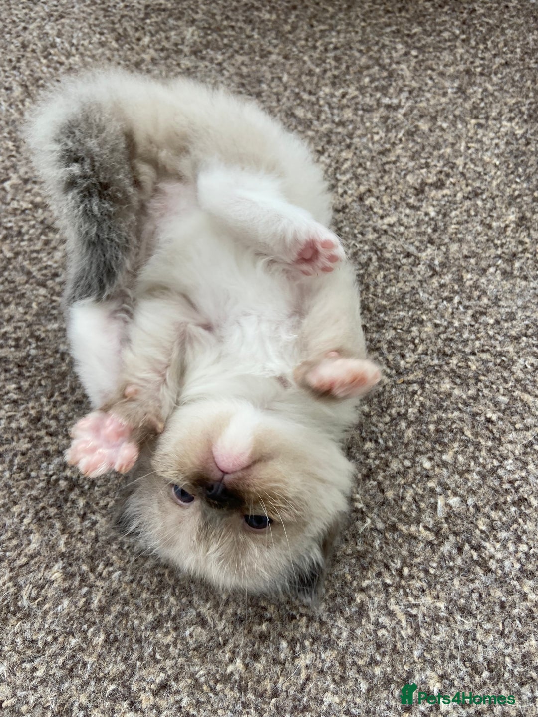 Ragdoll cats for sale: Adorable Ragdoll Kittens - Image 21