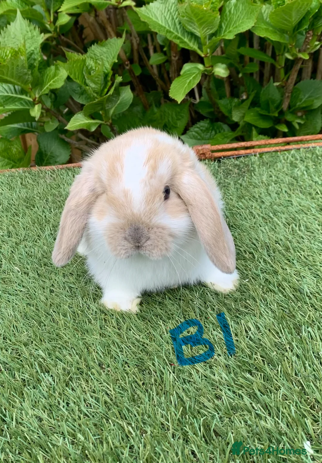 Mini Lop rabbits for sale: Pure bred mini lop baby Rabbits. - Advert 2