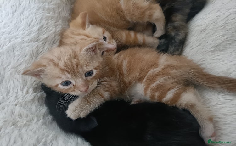 Mixed Breed cats - Advert 11