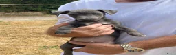 Jack Russell dogs for sale: Rare Blue & Lilac & Tan Minatur Smooth coated JRT  - Advert 8