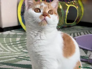 British Shorthair cats Gccf registered bsh kittens-1 girl left-ready now - Advert 9