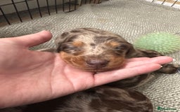 Miniature Dachshund dogs for sale: Miniature dachshund puppies  - Image 5