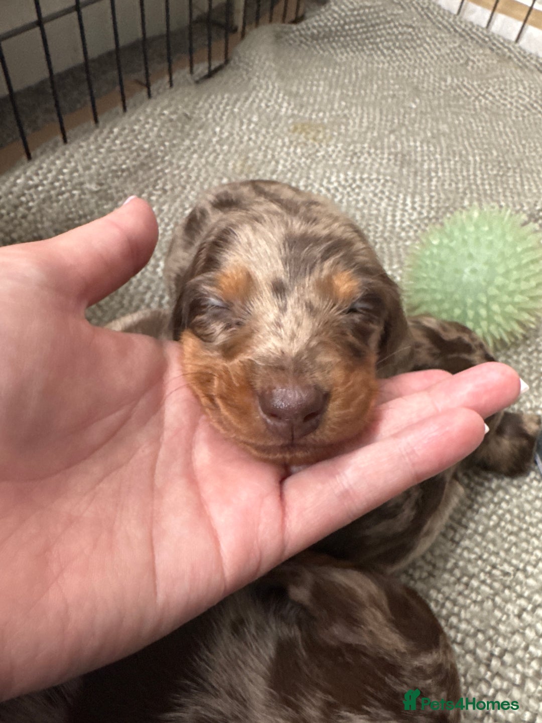 Miniature Dachshund dogs for sale: Miniature dachshund puppies  - Image 5
