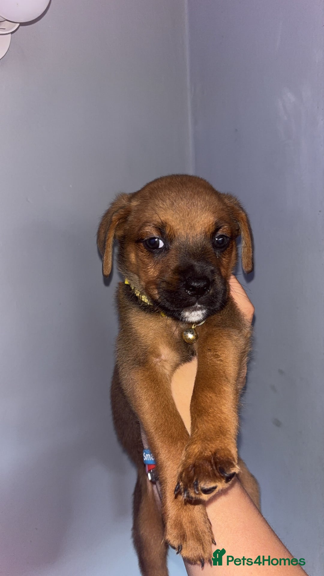 Mixed Breed dogs for sale: Boxwillers 2 GIRLS and 1 BOY LEFT - Image 2