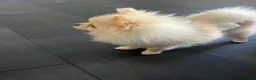 Pomeranian dogs for sale: Boy Pomeranian  - Advert 2