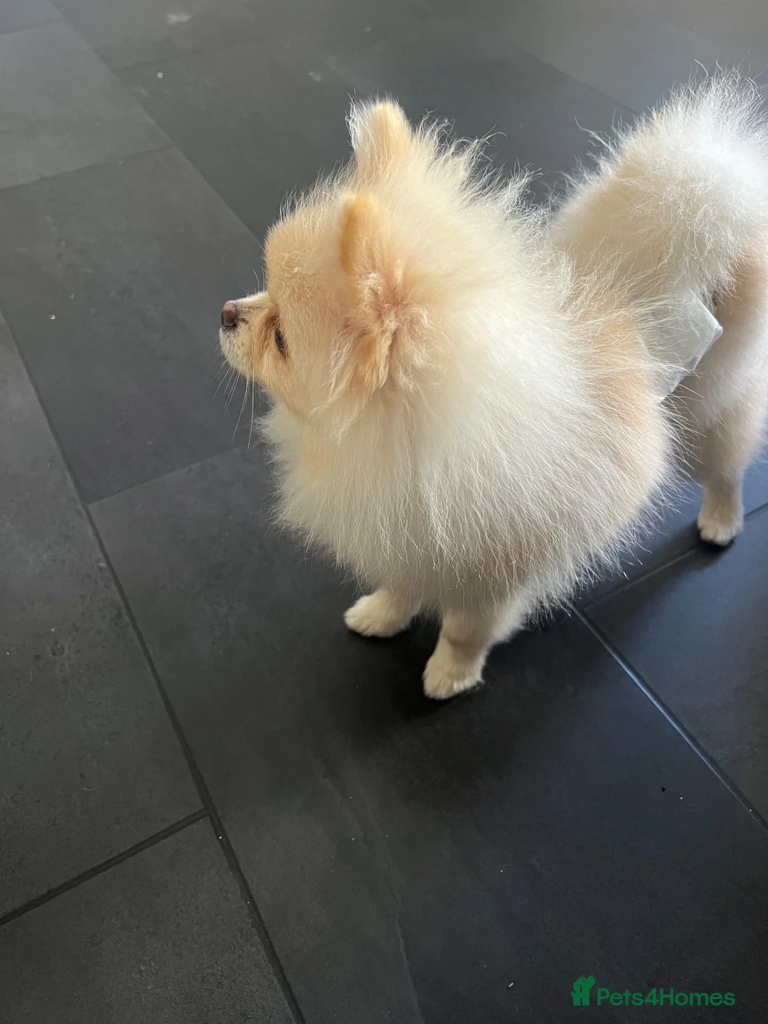 Pomeranian dogs for sale: Boy Pomeranian  - Advert 2