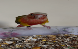 Conures birds for sale: mimi5 - Image 2