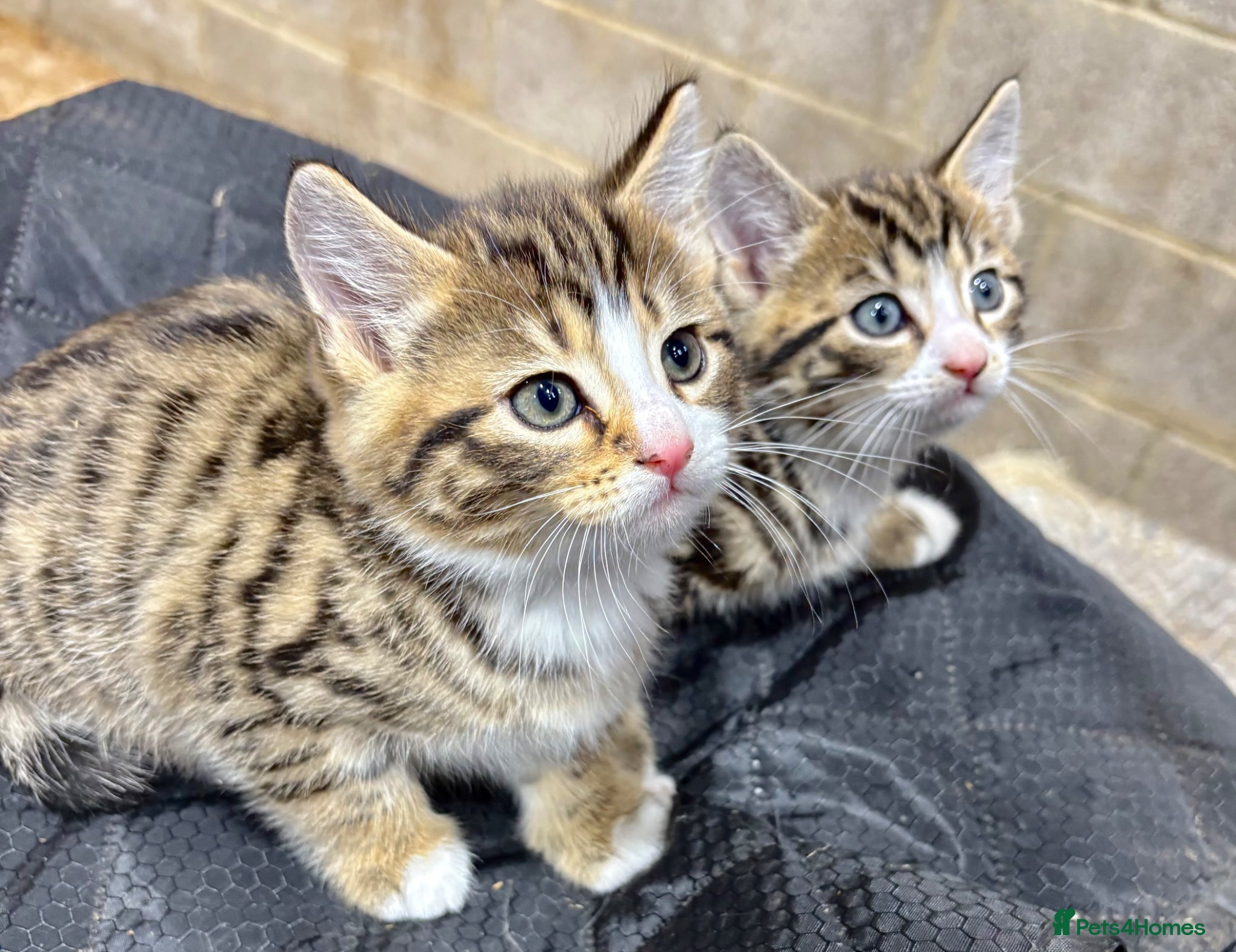 Mixed Breed cats for sale: BEAUTIFUL PART SIBERIAN TIGER STRIPED BABIES  - Advert 4