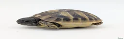 Hermann Tortoise reptiles for sale: Captive Bred Hermanns Tortoise in Ringwood - Advert 3