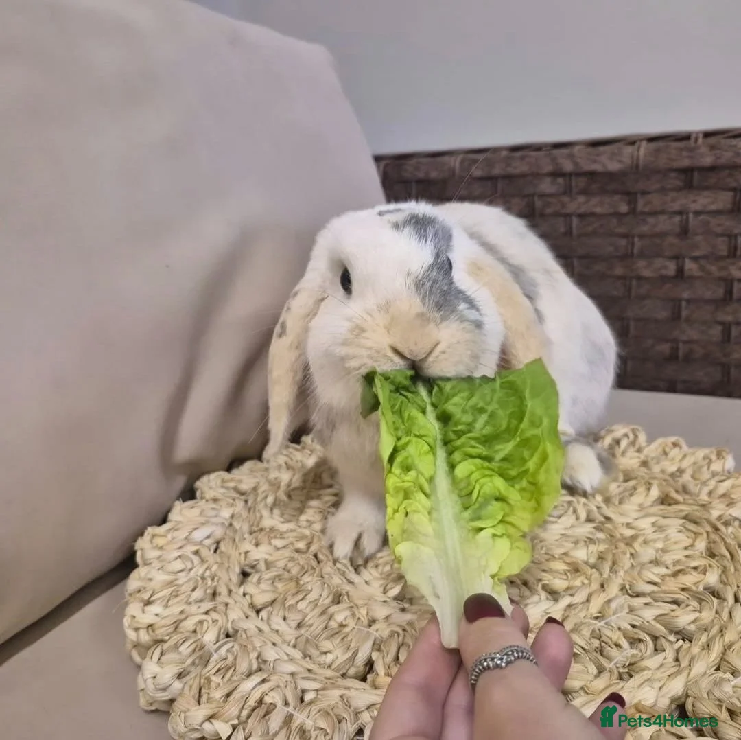 Mini Lop rabbits for sale: 2x mini lops for sale 1years old 🐰  - Advert 2