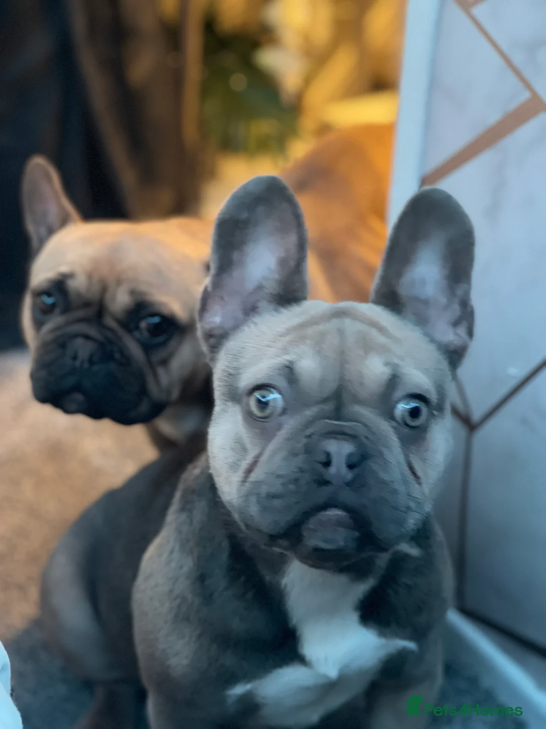French Bulldog dogs for sale: French bulldog  - Advert 3