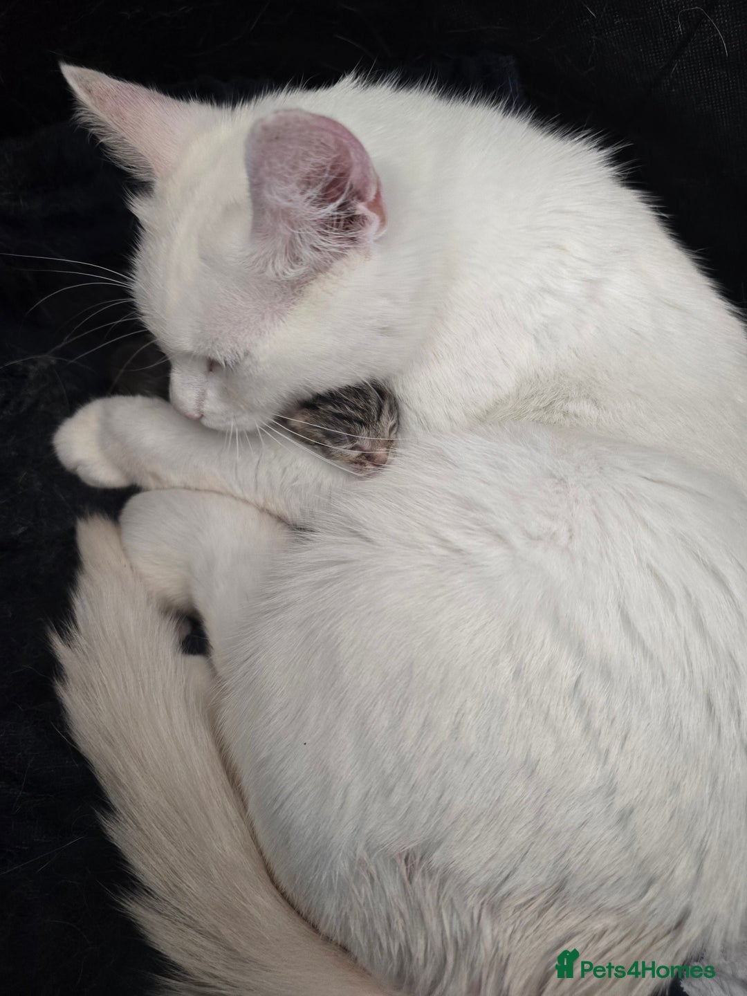 British Longhair cats for sale: 🐾 ADORABLE KITTENS FOR SALE 🐾 - Image 14