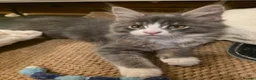 Maine Coon cats for sale: Beautiful Maine Coon Kittens 3 boys/ 2 girl  - Advert 31