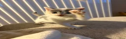 Domestic Shorthair cats for sale: 6 Short/Medium furred kittens  - Advert 5