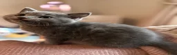 Scottish Fold cats for sale: One blue  female left ready to go .  - Advert 12