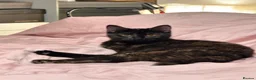 Domestic Shorthair cats for sale: Gentle Indoor Cat Ronnie Seeking a Stable Home - Advert 2