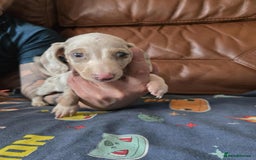 Dachshund dogs for sale: Beautiful Dachshunds - Image 5