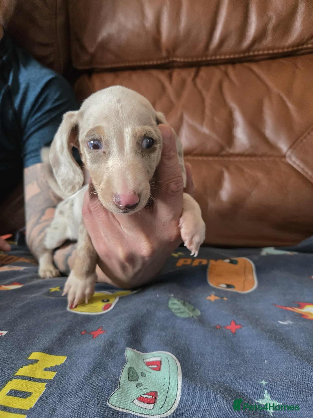 Dachshund dogs for sale: Beautiful Dachshunds - Image 5