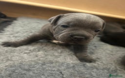 Staffordshire Bull Terrier dogs for sale: 🐾 Beautiful Staffordshire Bull Terrier Puppies 🐾 - Image 3