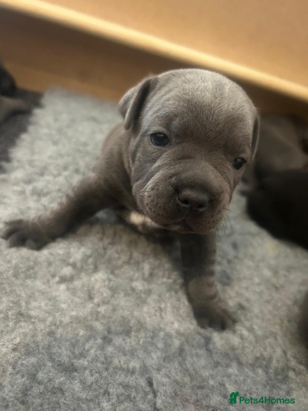 Staffordshire Bull Terrier dogs for sale: 🐾 Beautiful Staffordshire Bull Terrier Puppies 🐾 - Image 3