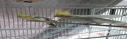 Cockatiels birds for sale: 2 x Cockatiels with Cage  in Peterborough - Advert 4
