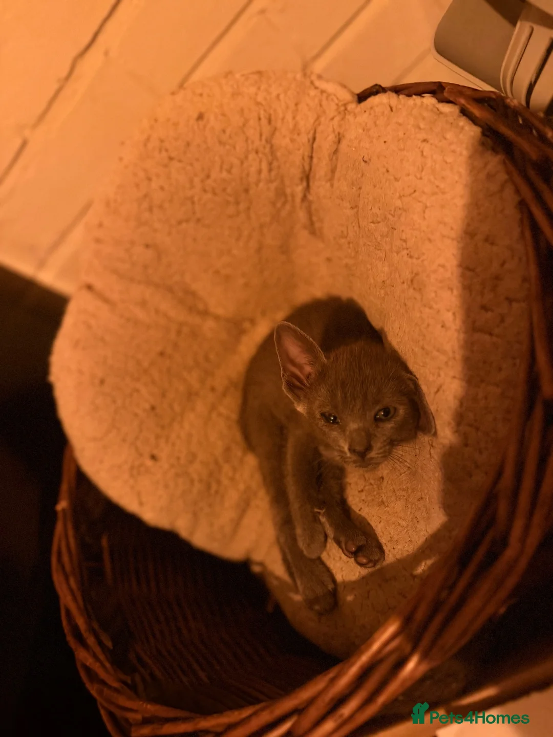 Oriental cats for sale: Oriental kittens available, males and female  - Advert 19