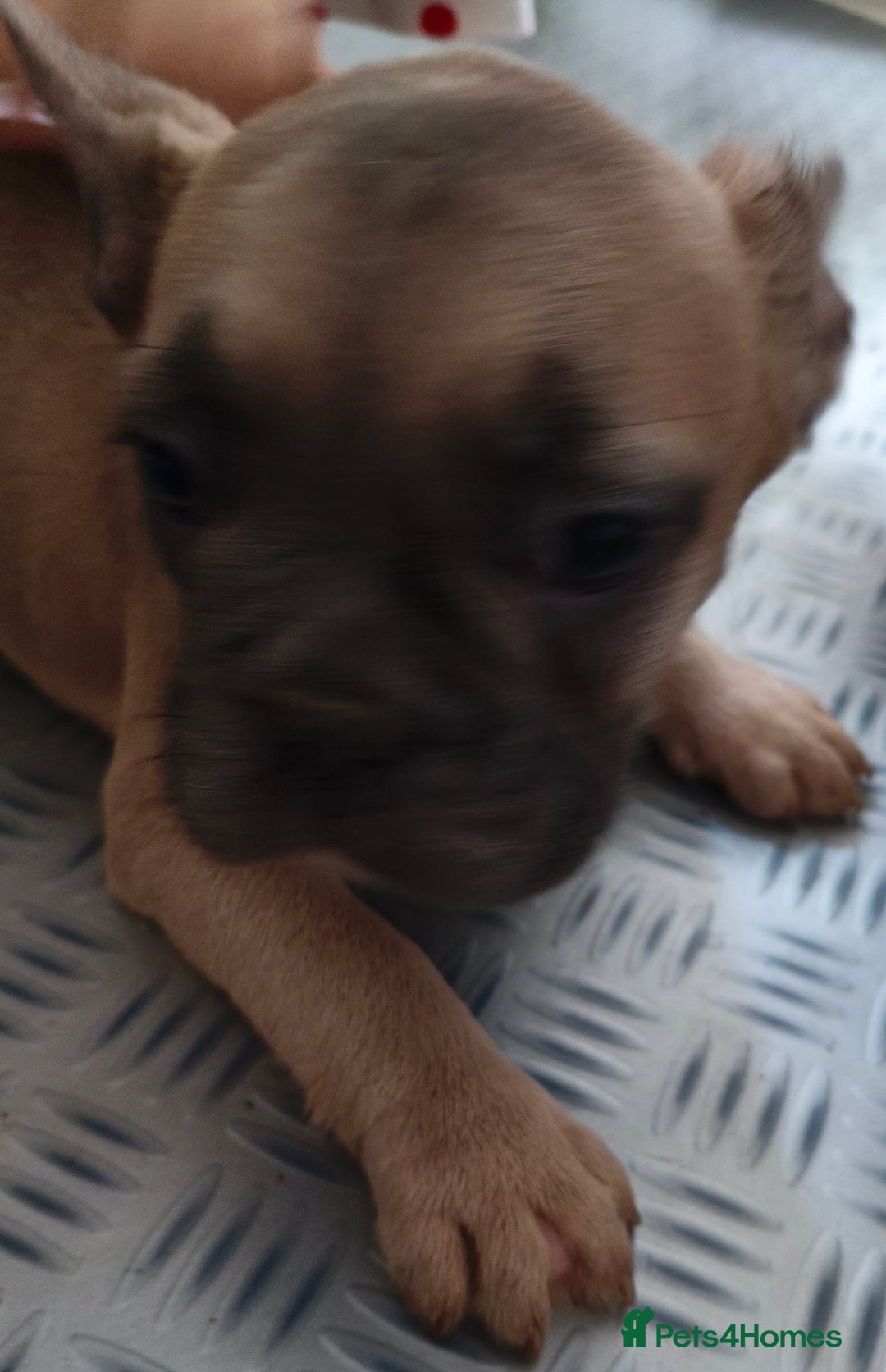 French Bulldog dogs for sale: French Bulldog Puppies looking for their home  - Advert 5