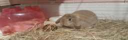 Mixed Breed rabbits for sale: 3 baby bunnies and one 11 month old boy - Advert 1