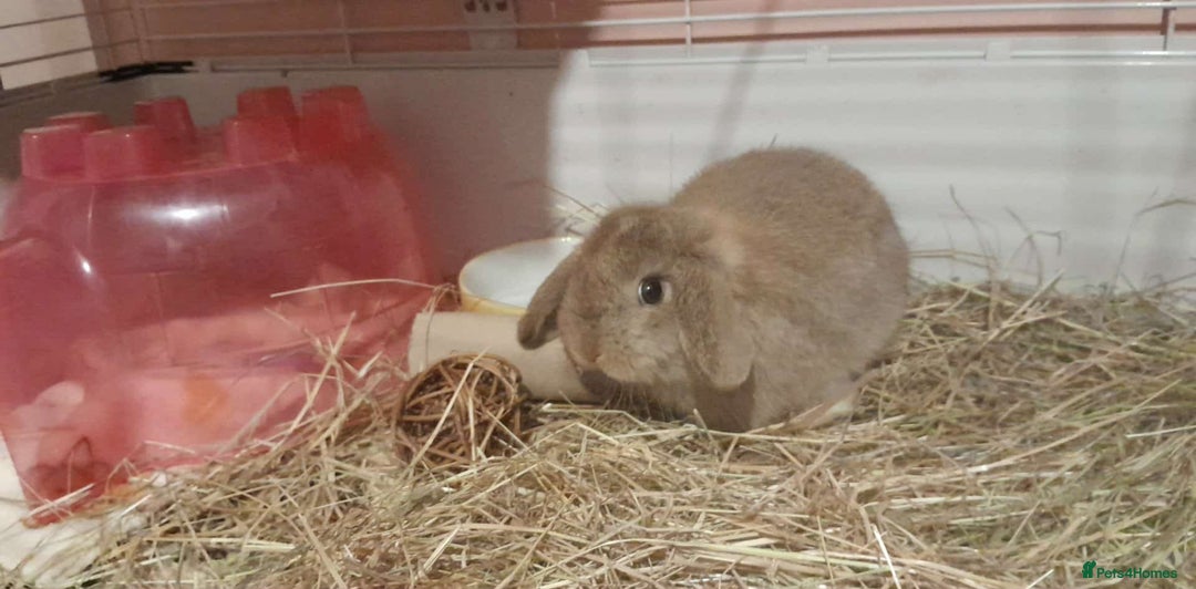 Mixed Breed rabbits for sale: 3 baby bunnies and one 11 month old boy - Advert 1