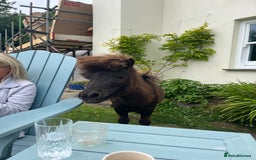 Shetland pony horses for sale: Miniature Shetland  - Image 7