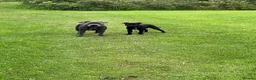 Staffordshire Bull Terrier dogs for stud: Son of the gurnos governor available for stud  - Advert 12