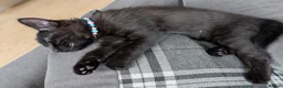 Mixed Breed cats for sale: 5 Adorable female kittens.  in Leicester - Advert 12
