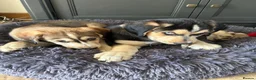 Mixed Breed dogs for sale: Cocker Spaniel x Siberian Husky Puppies - Advert 8