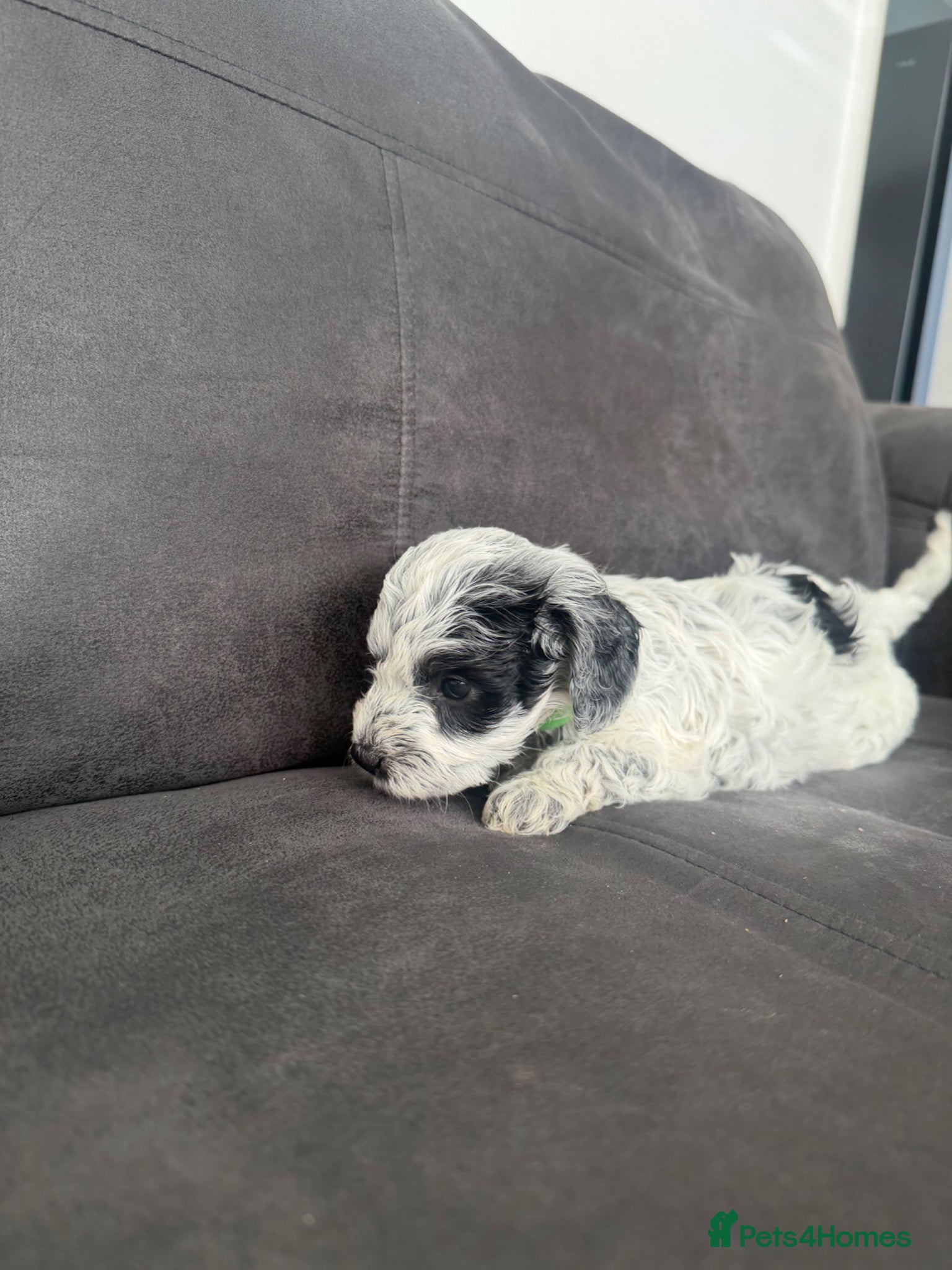Mixed Breed dogs for sale: Jackapoo Puppies - Advert 18